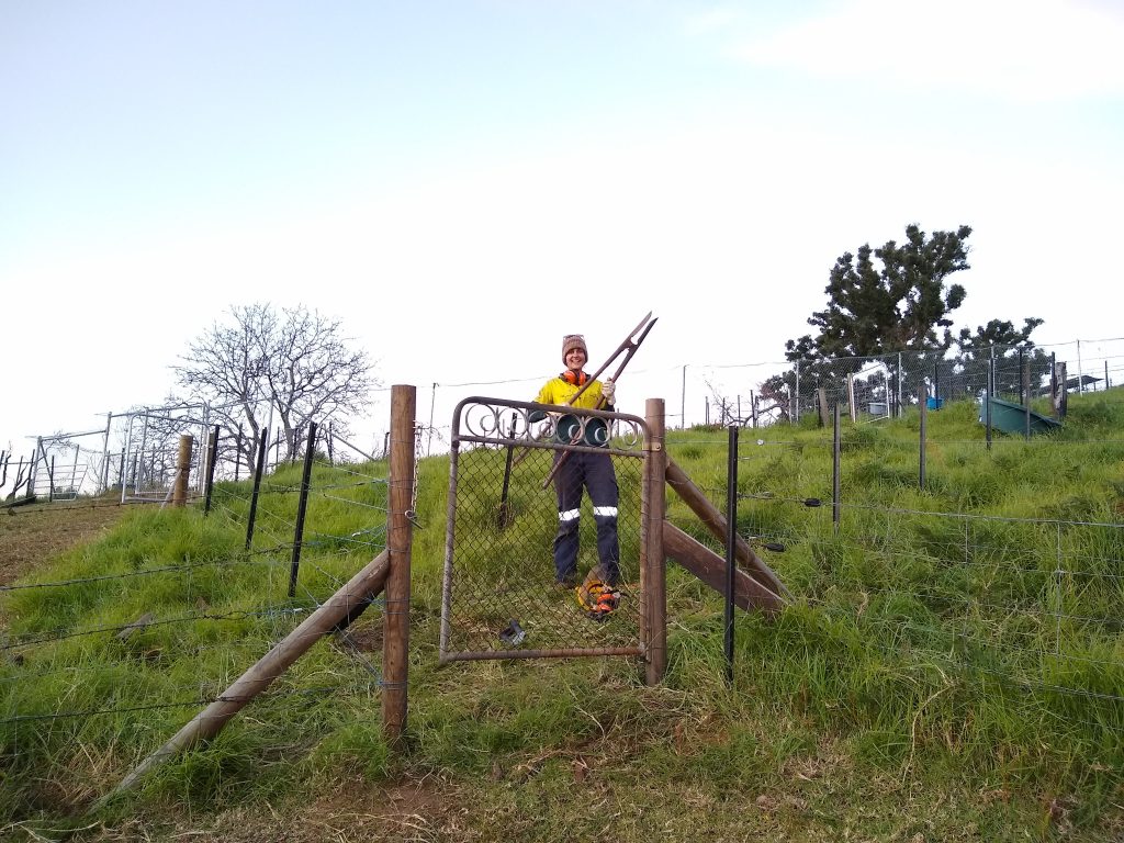 Alex in the newly-enclosed paddock